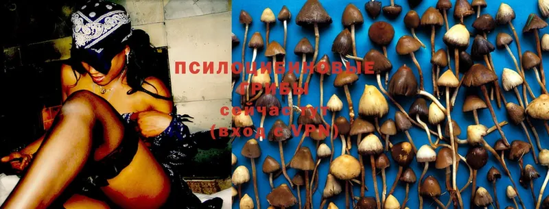 Галлюциногенные грибы MAGIC MUSHROOMS  блэк спрут зеркало  Струнино 